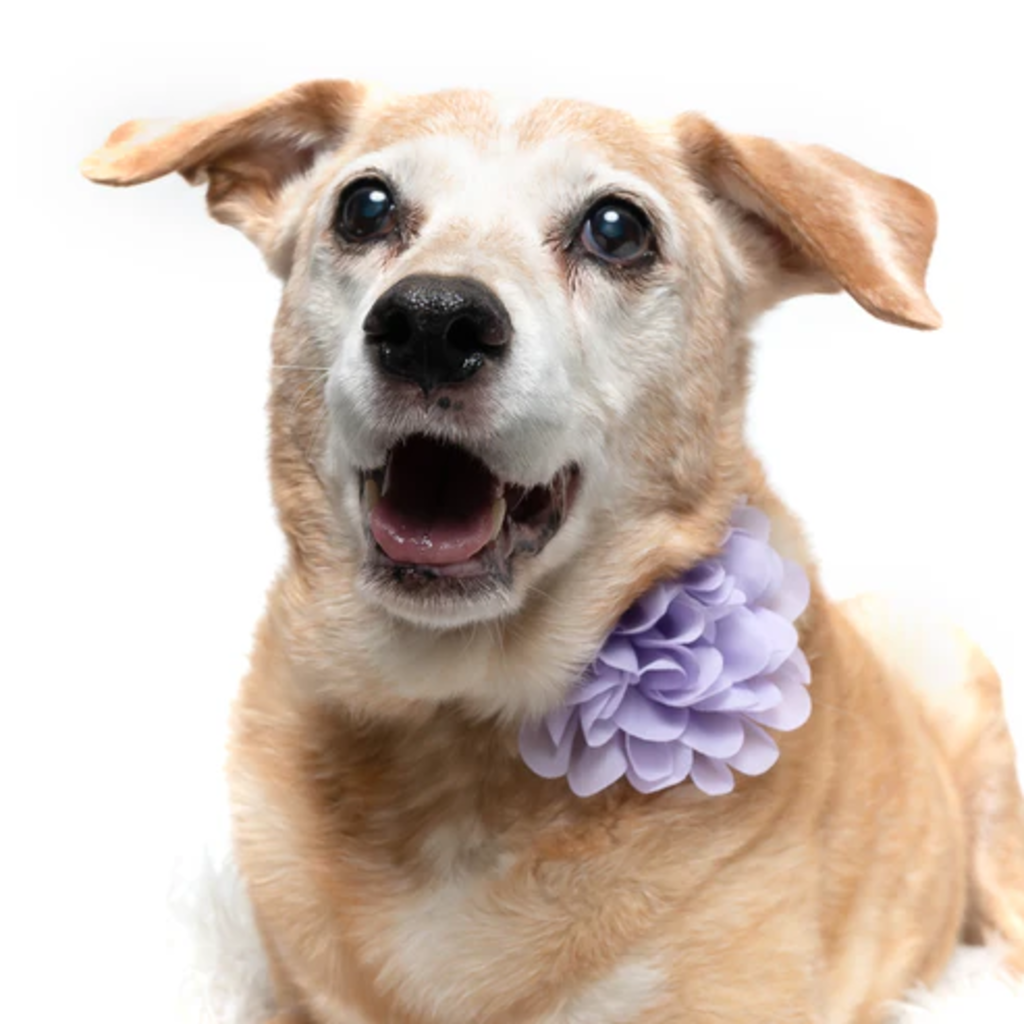 Lavender - Dog Collar Flower