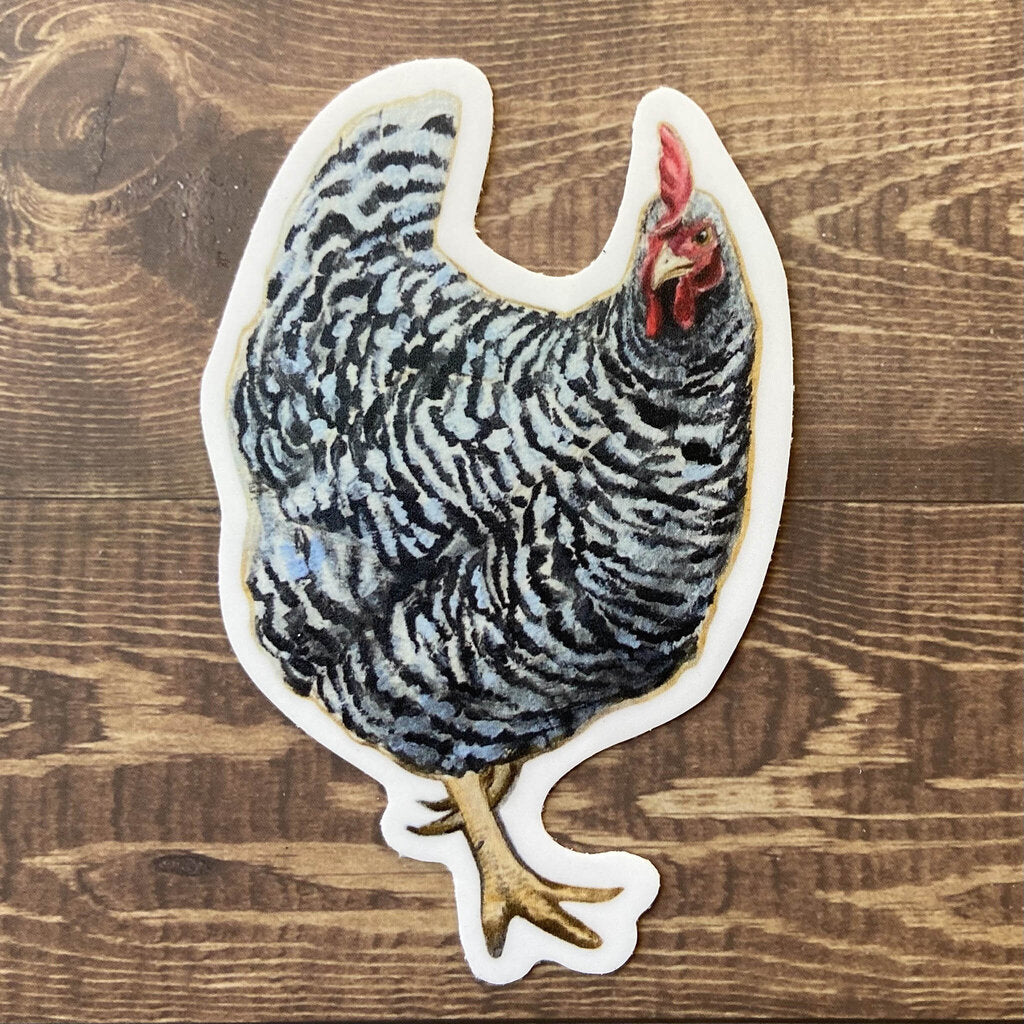 Barred Rock Hen - Vinyl Chicken Sticker