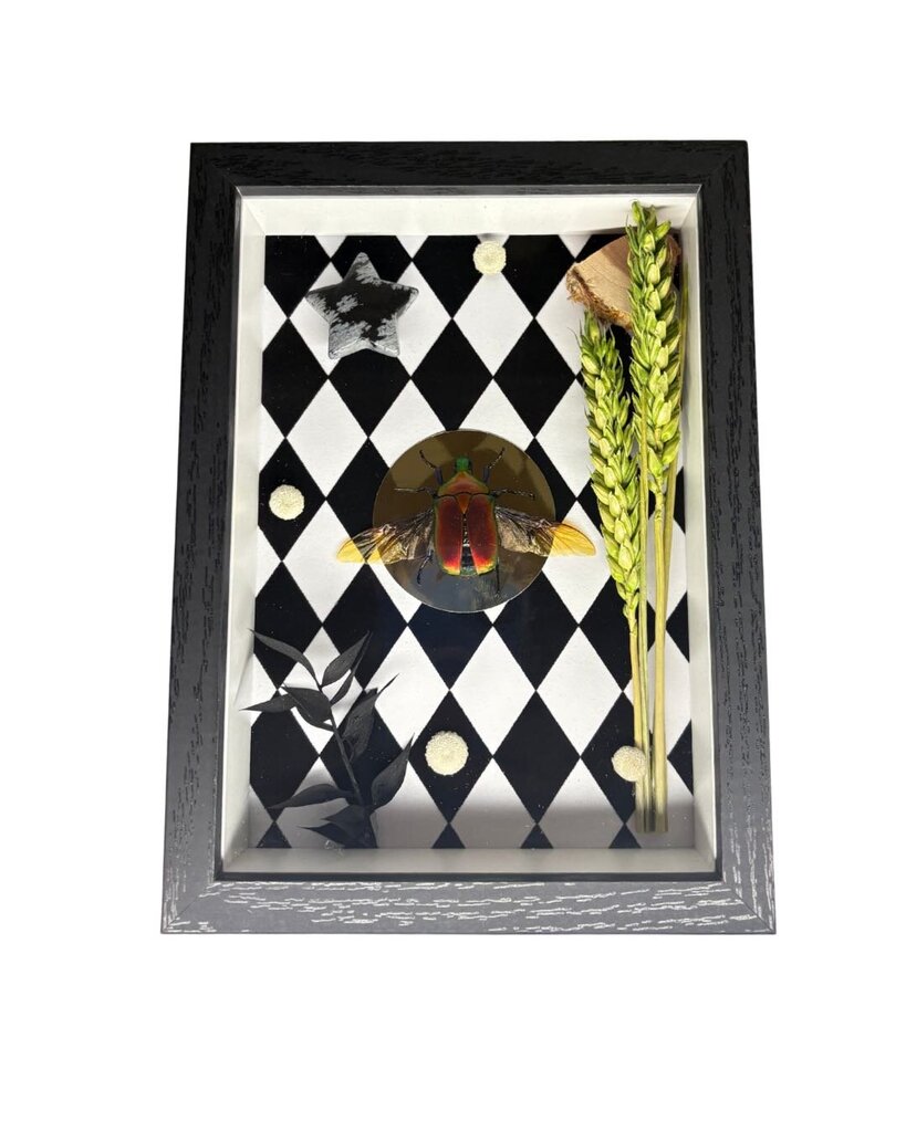 Beetle Shadow Frame