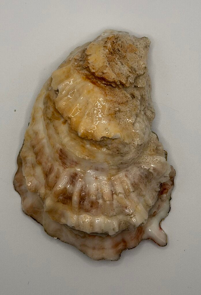 'Stay Salty' Oyster (Outer Banks, NC)