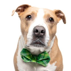 Green Plaid - Dog Bow Tie - view 2
