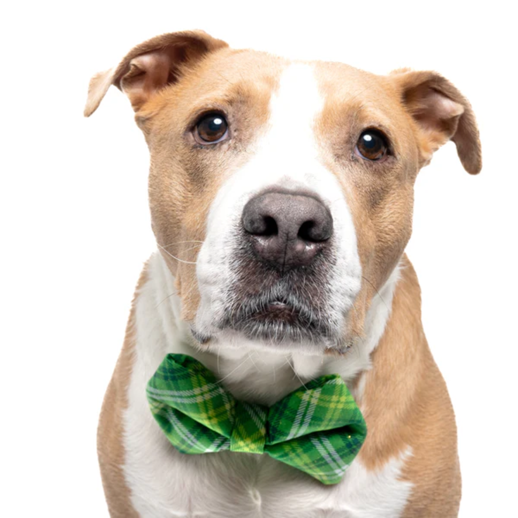 Green Plaid - Dog Bow Tie