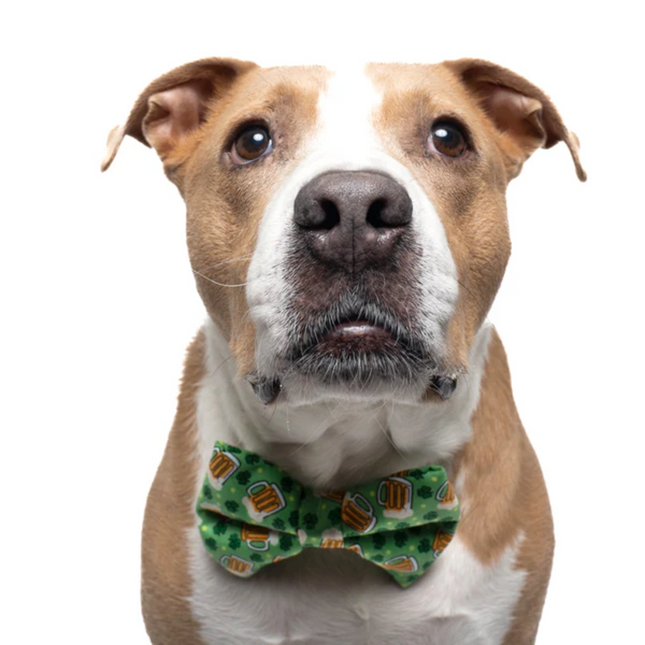 Green Shamrocks and Beer - Dog Bow Tie