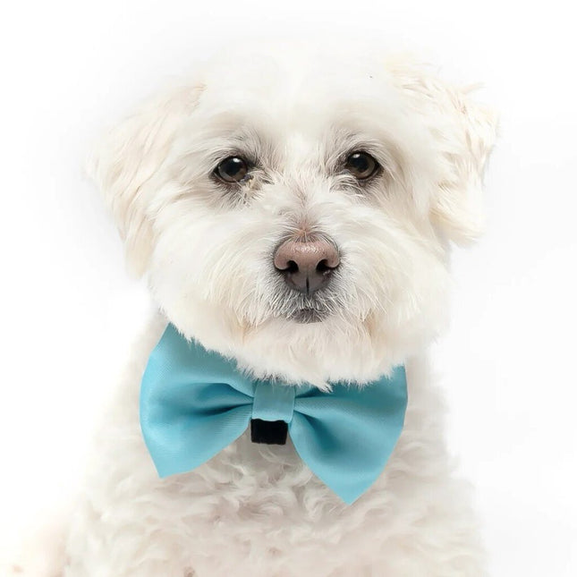 Teal - Dog Bow Tie