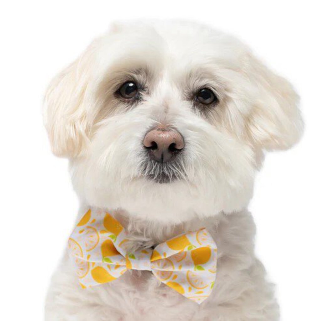 Lemons - Dog Bow Tie