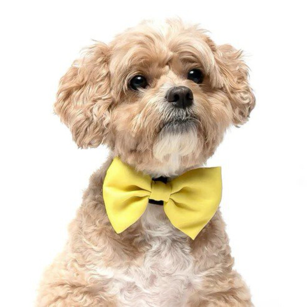 Yellow - Dog Bow Tie