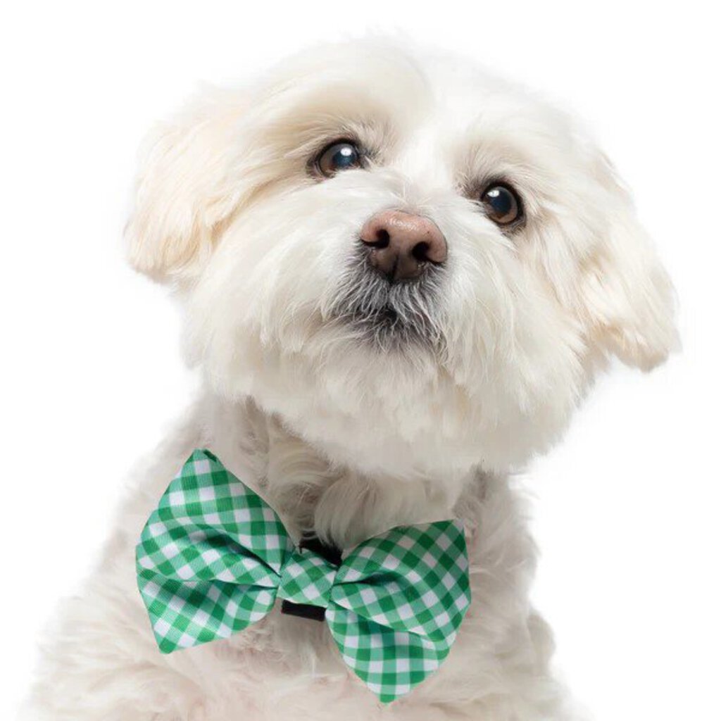 Lime Gingham - Dog Bow Tie