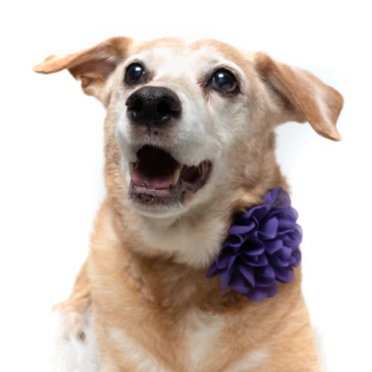 Purple - Dog Collar Flower