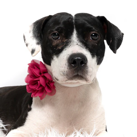 Cranberry - Dog Collar Flower