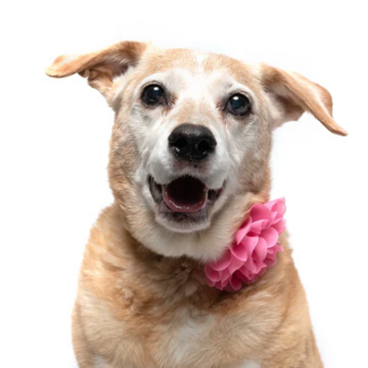 Medium Pink - Dog Collar Flower