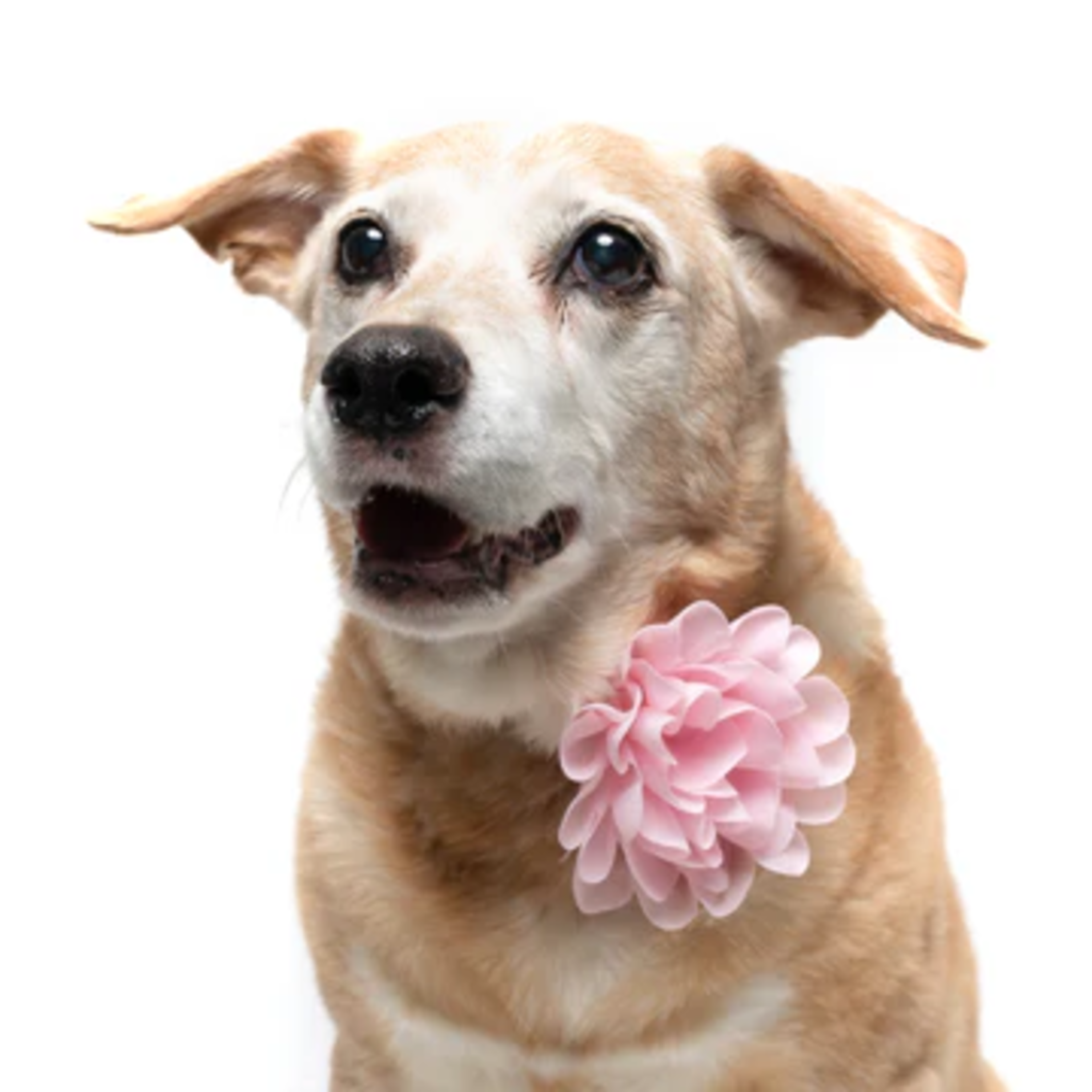 Light Pink - Dog Collar Flower