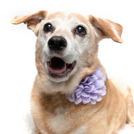 Lavender - Dog Collar Flower