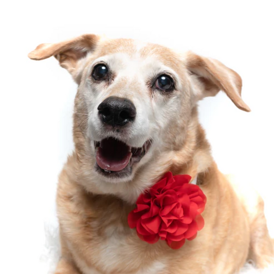 Red - Dog Collar Flower