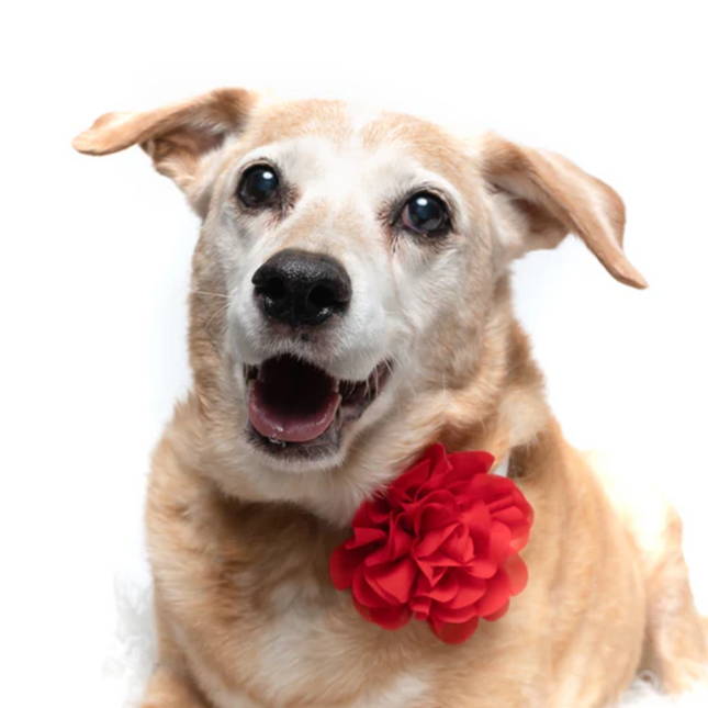 Red - Dog Collar Flower