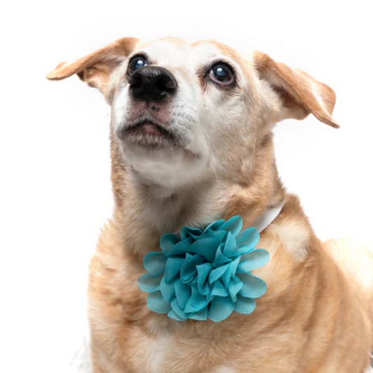 Teal - Dog Collar Flower