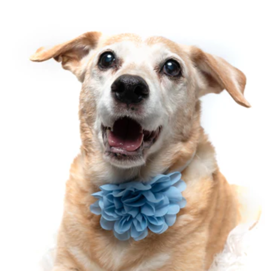 Light Blue - Dog Collar Flower