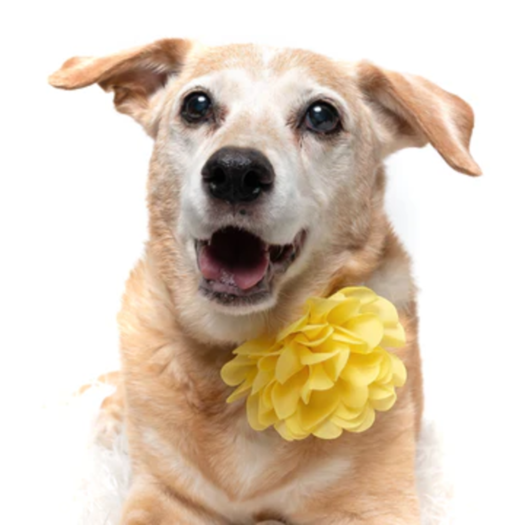 Yellow - Dog Collar Flower