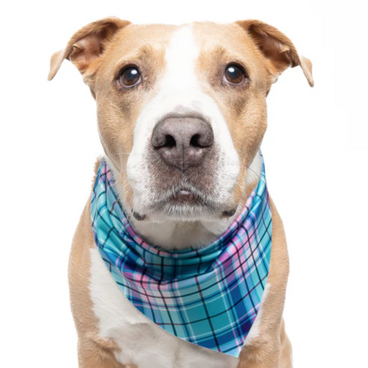 Turquoise Plaid - Quick Dry Triangle Dog Bandana