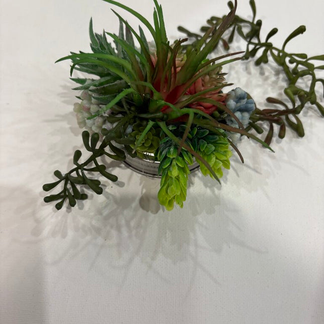 19.50 succulent lid 3