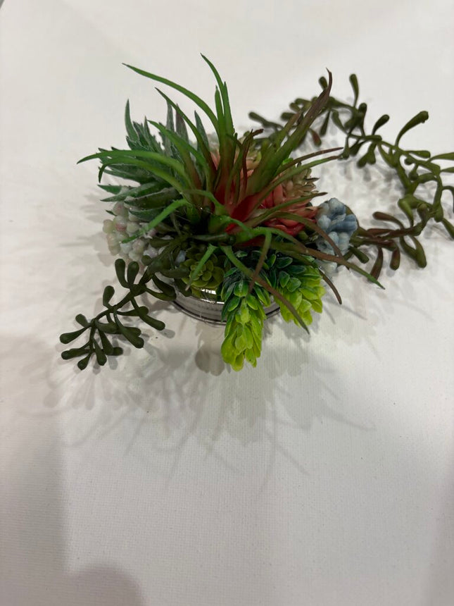 19.50 succulent lid 3