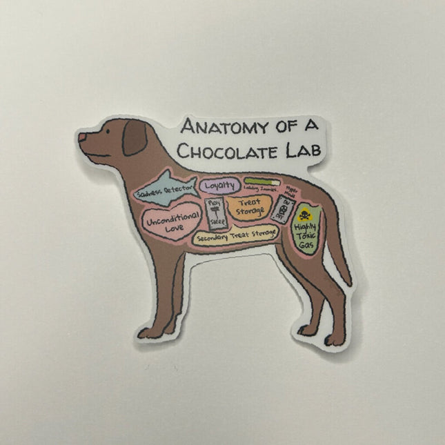 Anatomy of a Chocolate Lab Sticker