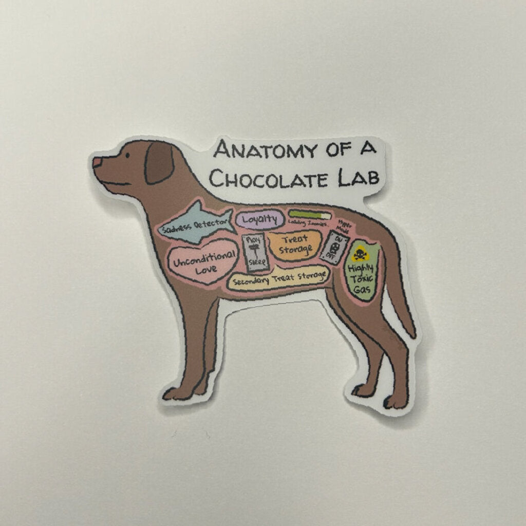 Anatomy of a Chocolate Lab Sticker
