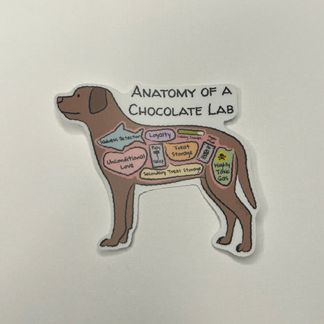 Anatomy of a Chocolate Lab Sticker