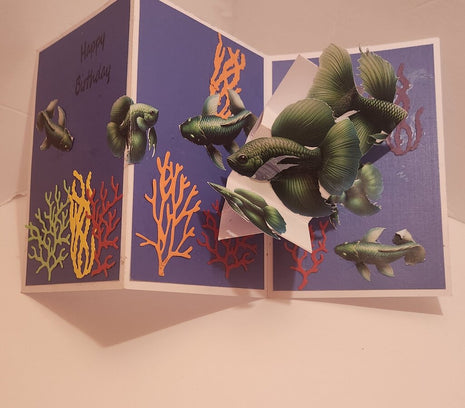 Birthday/Coral Reef