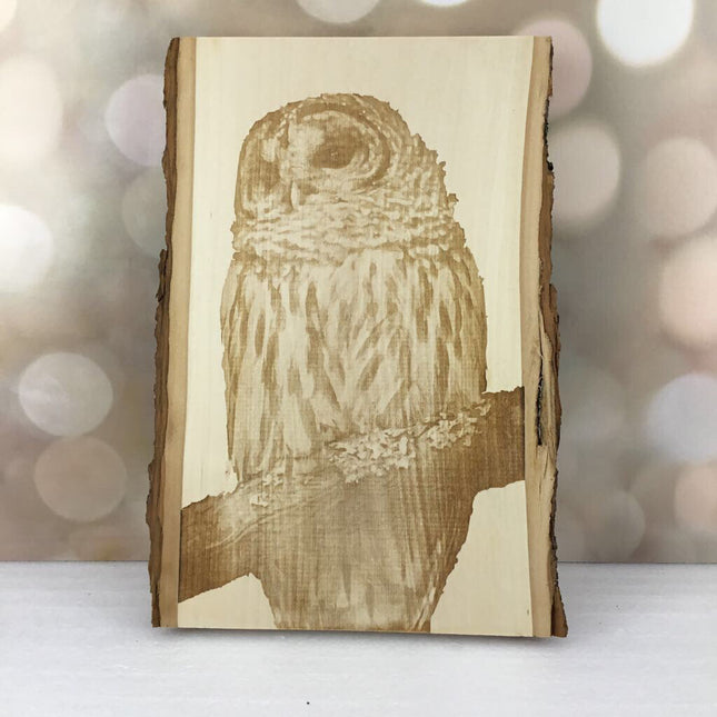 Owl Sitting on a Branch