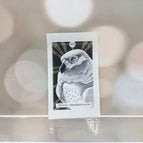 The Sun | Peregrine Falcon / New