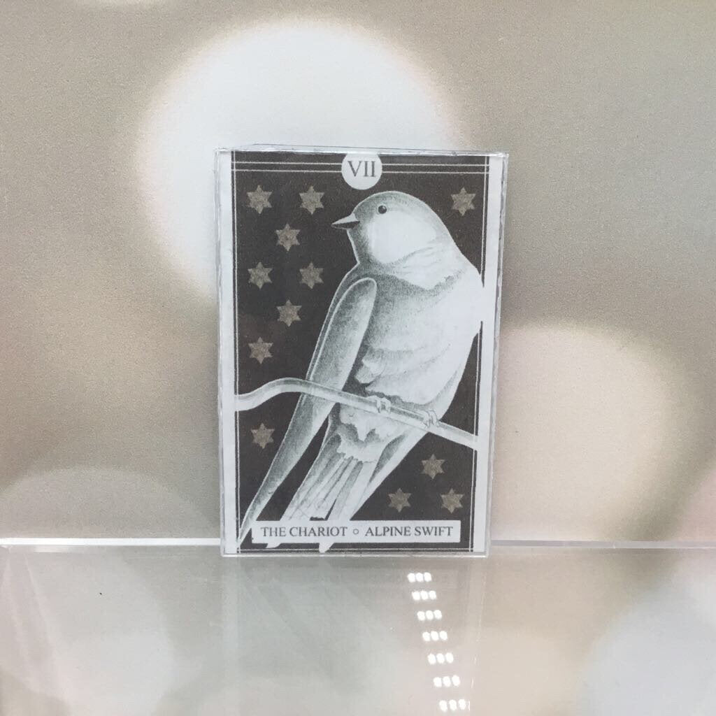 The Avian Tarot Magnets