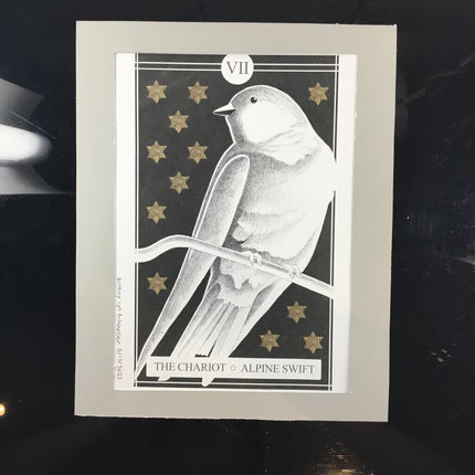 The Avian Tarot Matted Prints