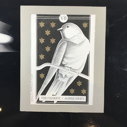 The Avian Tarot Matted Prints - view 14