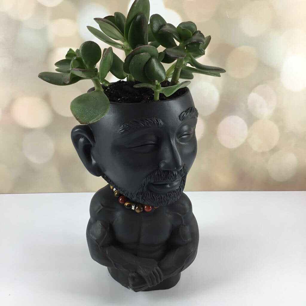 Black muscle man succulent