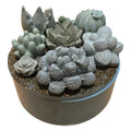 Concrete Succulent Garden Container