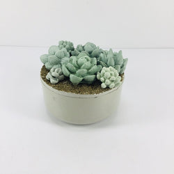 Concrete Succulent Garden Container - view 1