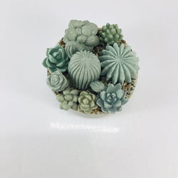 Concrete Succulent Garden Container - view 1