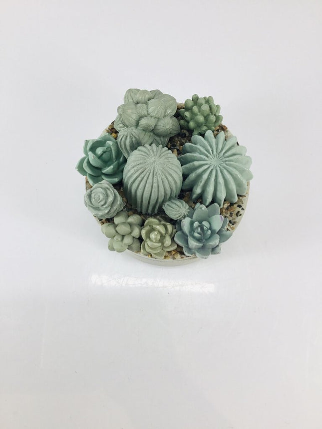 Concrete Succulent Garden Container