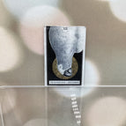 The Hanged Man | Grey Parrot / New