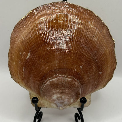 Multi-Colored Hearts Deep Sea Scallop (Booth Bay Harbor, ME)