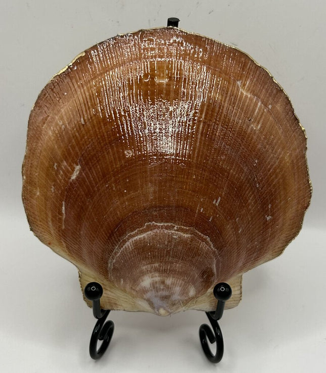 Multi-Colored Hearts Deep Sea Scallop (Booth Bay Harbor, ME)