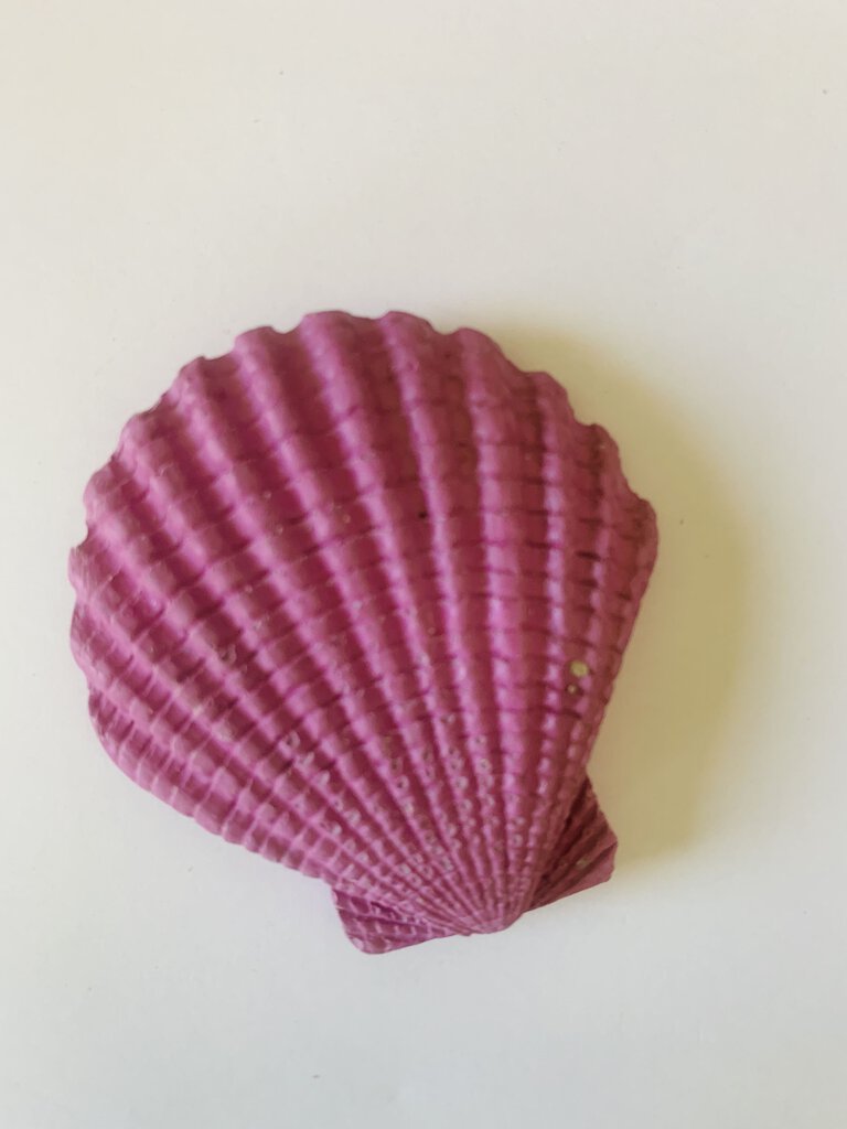 Shell Magnet