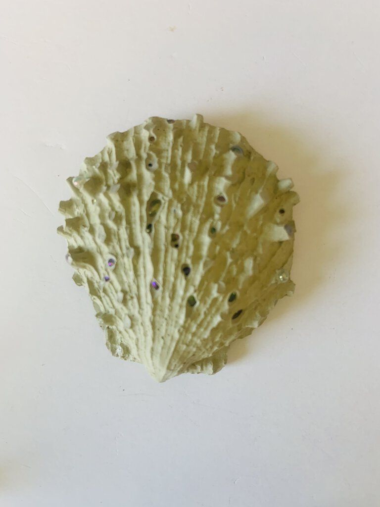 Shell Magnet
