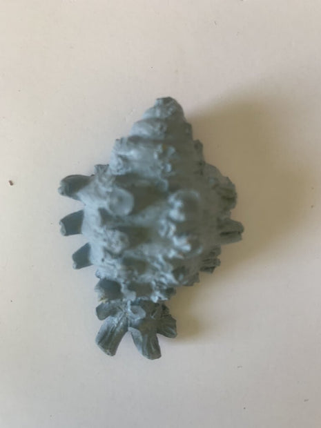 Conch Magnet