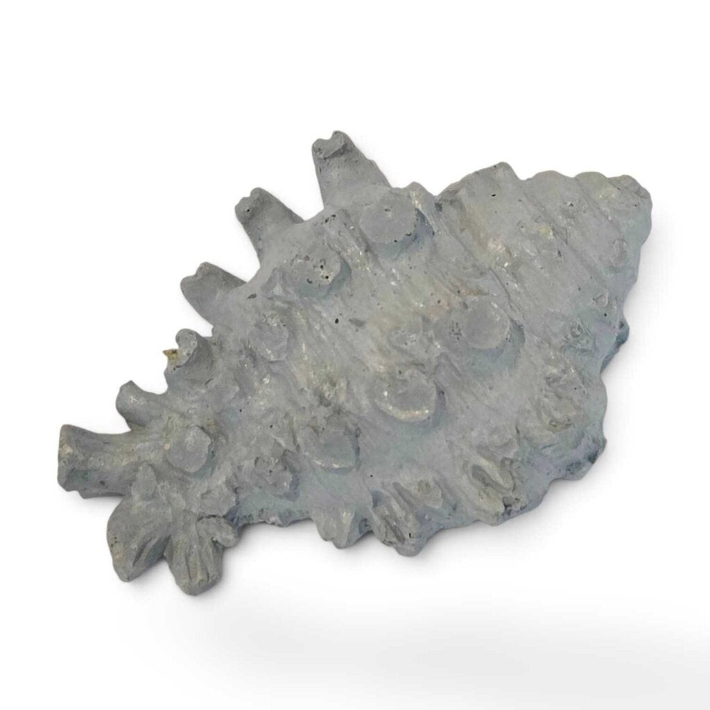 Conch Magnet