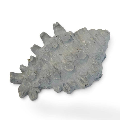Conch Magnet