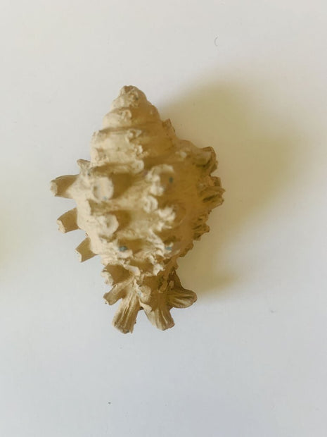 Conch Magnet