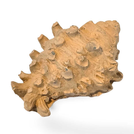 Conch Magnet