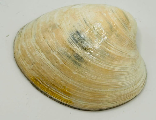 Colorful Fish on Quahog with Wampum (Cape Cod, MA)