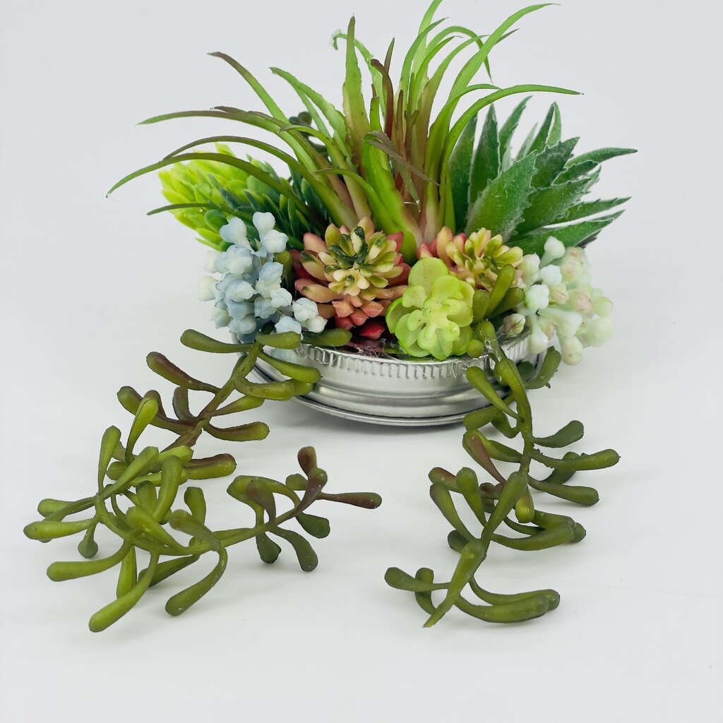 19.50 Succulent lid 2